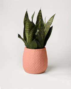 Furniture: Curves Planter - Peach