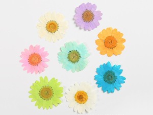 Accessories: Real Dried Flower - Chrysanthemum