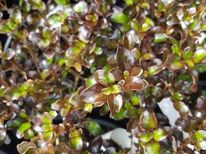 Coprosma ‘Hot Chocolate’