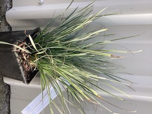 Lomandra ‘Arctic Frost’