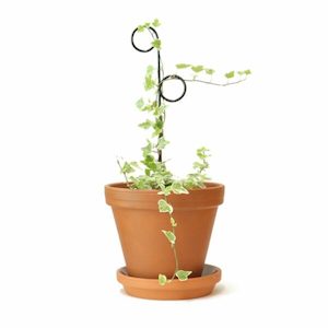 Plant stake – Perch