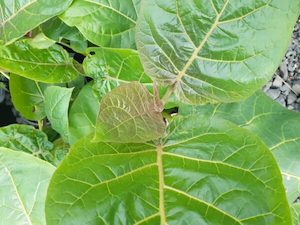 Nursery: Tamarillo ‘Muligan’