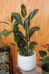 Ficus ‘Melany’