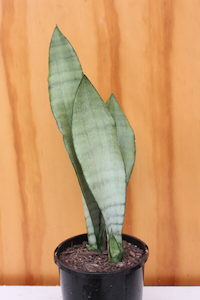 Sansevieria ‘Moonshine’