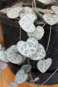 Ceropegia woodii, Chain of hearts