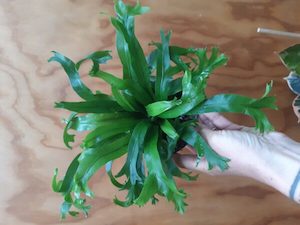 Asplenium ‘Crissie’