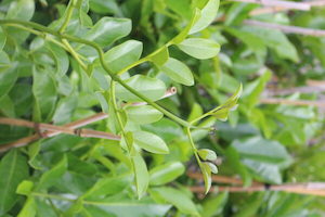 Nursery: Tecomanthe speciosa