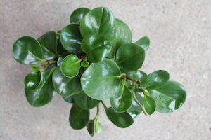 Peperomia obtusifolia