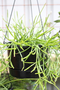 Rhipsalis ewaldiana