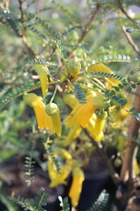 Sophora ‘Dragons Gold’