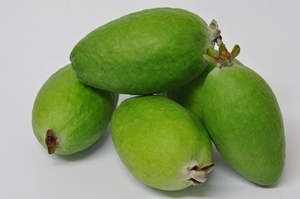 Feijoa ‘Antionette’