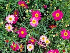 Federation Daisy ‘Double Act’