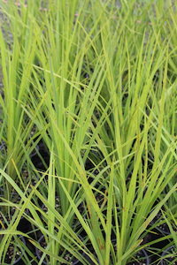 Cordyline australis