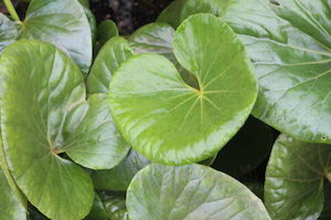 Ligularia reniformis