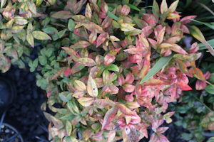 Nursery: Nandina ‘Firepower’