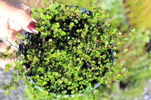 Nursery: Muehlenbeckia axillaris