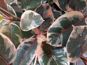 Ficus elastica ‘Ruby’