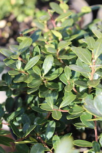 Ilex crenata ‘Helleri’