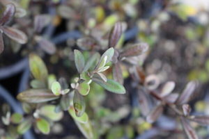 Nursery: Corokia ‘Frosted Chocolate’