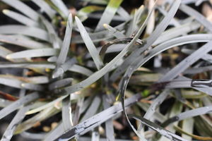 Nursery: Ophiopogon planiscapus Black mondo grass