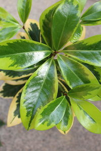 Nursery: Corynocarpus laevigatus ‘Variegatus’, Karaka