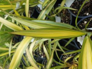 Phormium ‘Yellow Wave’