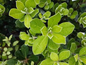 Pittosporum crassifolium