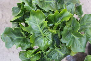 Philodendron selloum ‘Atom’