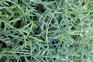 Senecio radicans String of Fishhooks