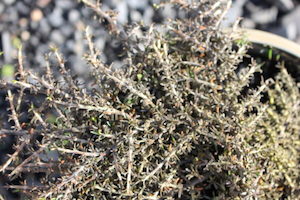 Coprosma ‘Flat Freddy’