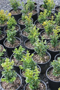 Buxus sempervirens