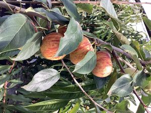 Nursery: Apple ‘Royal Gala’