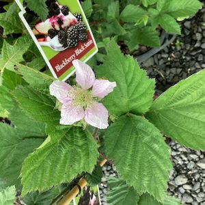 Blackberry ‘Black Satin’