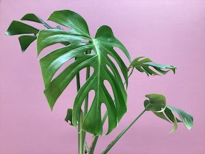 Nursery: Monstera deliciosa