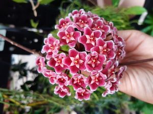 Nursery: Hoya ‘Brightone’