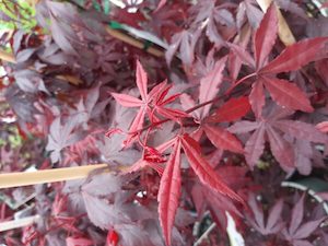 Nursery: Acer palmatum ‘Atropurpureum’