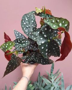 Begonia ‘Polka Dot’