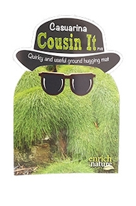 Casuarina ‘Cousin It’