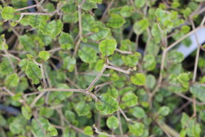 Nursery: Carpodetus serratus ‘Prostrata’