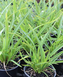 Phormium cookianum ‘Emerald Gem’