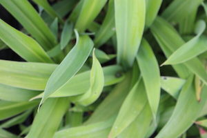 Arthropodium ‘Matapouri bay’