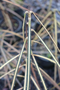 Nursery: Pseudopanax crassifolius