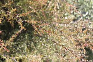 Leptospermum ‘Princess Anne’