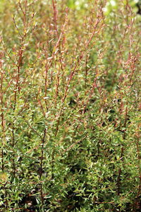 Leptospermum scoparium, Manuka