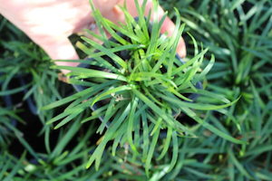 Nursery: Ophiopogon ‘Nana’