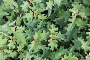 Nursery: Hydrangea quercifolia ‘Pee Wee’