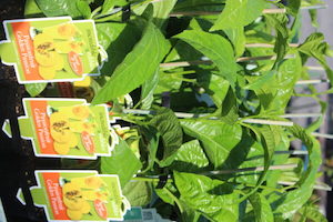 Nursery: Passionfruit ‘Black Beauty’