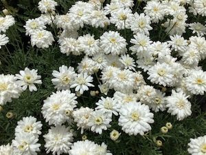 Argyranthemum Sugar Crystals