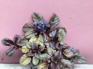 Ajuga ‘Catlins Giant’