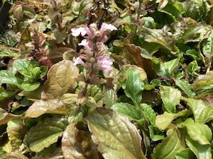 Ajuga ‘Pink Spire’ 0.5L